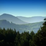 Los beneficios ambientales de reforestar con amor