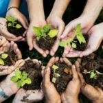 ¿Cómo funciona la adopción de árboles?